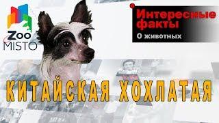 Китайская хохлатая - Интересные факты о породе