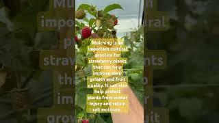 Importance of Mulching in strawberry #farming #strawberry #agriculture #gyan #food #garden #facts