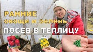 РАННИЕ овощи и зелень в теплице   1. Посев и всходы / Мульча в теплице