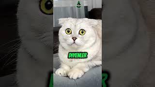 Kedi Pamuk Ev Temizliği Yapılırken Paspastan Korkuyor 4 #shorts #kedi #aile #eğlenceli