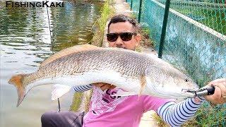 FishingKaki.com - Zerek Live Flash Minnow @ I.W.F C&R Pond