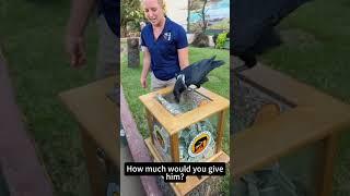 The Crow Parody#crow  #fyp  #foryour  #funnyvideo  #funnytiktok  #bird  #birds
