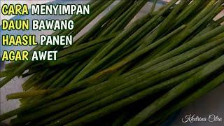 TIPS MENYIMPAN DAUN BAWANG AGAR KESEGARANNYA BERTAHAN LAMA