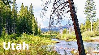 Overlanding the Uintah Mtns. + tips on making it SIMPLE  | Offroad801 in the wilderness | Utah 4x4