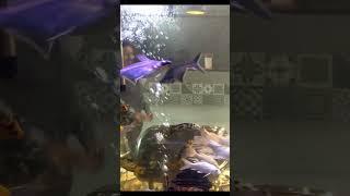 Beauty of Fishes #Shorts #Vertical 27