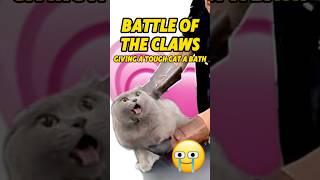 Battle of the Claws: Giving a Tough Cat a Bath! #catsclub #cat #tough #pets #catvideos #catbath