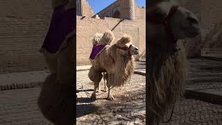 Go back in time by visiting the ancient city of Khiva 