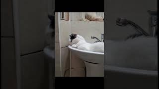#cat #catedit #пустьзалетит #edit #cats #klyaksa #klyaksaedit