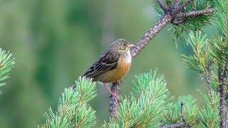 Садовая овсянка  ( Emberiza hortulana )