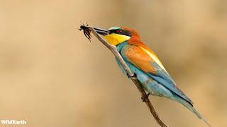 Birding magic - SafariLIVE Sunrise - 27 October 2024