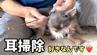 当たり前のように人間みたいに耳かきをする外耳炎持ち保護犬チワワ