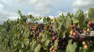 Muscadines - Southern Gardening TV August 24, 2014