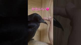 [撫でられて眠るカラス]  #shorts  #birds #カラス #crow