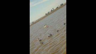 We kept working this huge flock of mallards,they landed all around ! #duckhunting #waterfowl #duck
