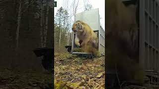 Siberian Tiger Released - By Canale 25 News (yt)