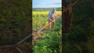 Scything Without Fatigue – Grandpa’s Timeless Hacks for Easy Grass Cutting!