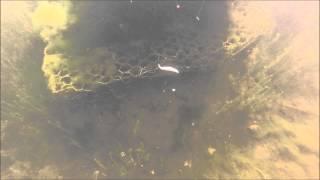 Dropshot Killer Tip for Perch!.