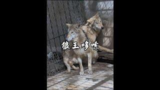 我原以為挨了三巴掌的狼王是狼族的恥辱，沒想到還有高手#狼王 #神奇動物在抖音 #動物解說