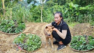 Gardening - Go to the market to buy vegetable seeds to plant - Farm construction | Ly Thi Tam