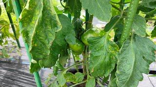 2025 夏野菜 6月の畑状況