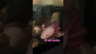 Meet my pet axolotl pinky