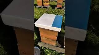 Сколько погибает пчёл при закормке сиропом, в зиму