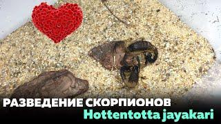 РАЗВЕДЕНИЕ СКОРПИОНОВ Hottentotta jayakari | Mating of scorpions Hottentotta jayakari