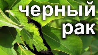 Бактериальный рак.Лечение черного рака плодовых деревьев.