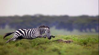 ¿Sobrevivirá este guepardo a la furia de las cebras? | National Geographic