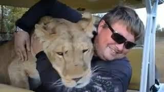 Hugging Lions  Taigan Lion Park