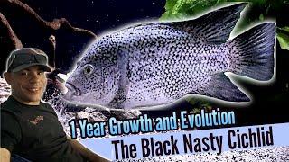 The Growth and Evolution of my Black Nasty Cichlid