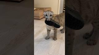 A fight over a slipper!!!   #cougar #braige #animals #cat