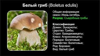 Белый гриб (Boletus edulis)