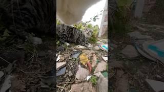 Maxwell teaches the provocative civet cat brother a lesson#cat #cute