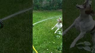 Собачье счастье funny dog #dog #funny #pets