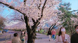 4K SEOUL WALK - Korea's Most beautiful, famous, crowded cherry blossom road Yeouido Yoonjung-ro.