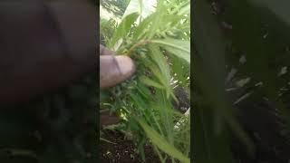 #$fire millionaire $#YouTube shorts//https:www. com Thank jah firemarshall  YouTube channel #.