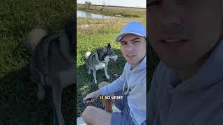 We all could have seen this coming #dog #dogs #husky #huskies #cute