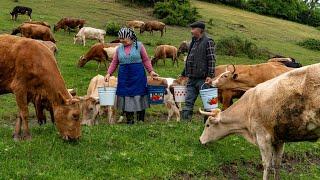 Home Cheese Making: Mozzarella Cheese from Fresh Milk