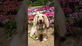 A dog prettier than a tulip / Korean Dachshund Malrang