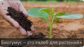 Биогумус таза органикалық тыңайтқыш