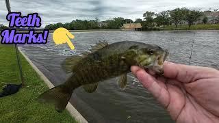 Fishing the Fox River for smallmouth Bass