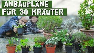 Anbauanleitung für 30 wichtige Kräuter - Kräutergarten, Topf, Hochbeet - Petersilie, Basilikum