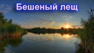 Русская рыбалка 3.9. Бешеный лещ на Лопасне (11 разряд). Заработок от 100 000 до 250 000 в сутки.