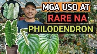 DIFFERENT VARIETIES OF RARE PHILODENDRON