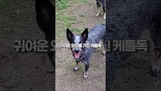 목장견의 남다른 충성심