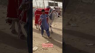 Jalal house Qurbani 2025 || Biggest sibbi bull Qurbani #viralvideo #trending #shortsvideo #sibbi #yt