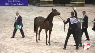 N 120 LUIGI   Verona 2015   Yearling Colts Class 2A