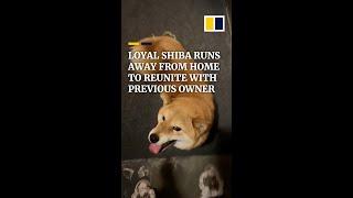 Loyal Shiba runs away from home to reunite with previous owner #shorts