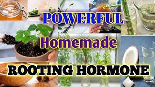 Powerful homemade rooting hormone